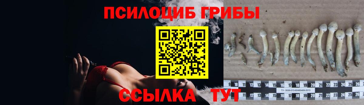 Псилоцибиновые грибы GOLDEN TEACHER Балабаново